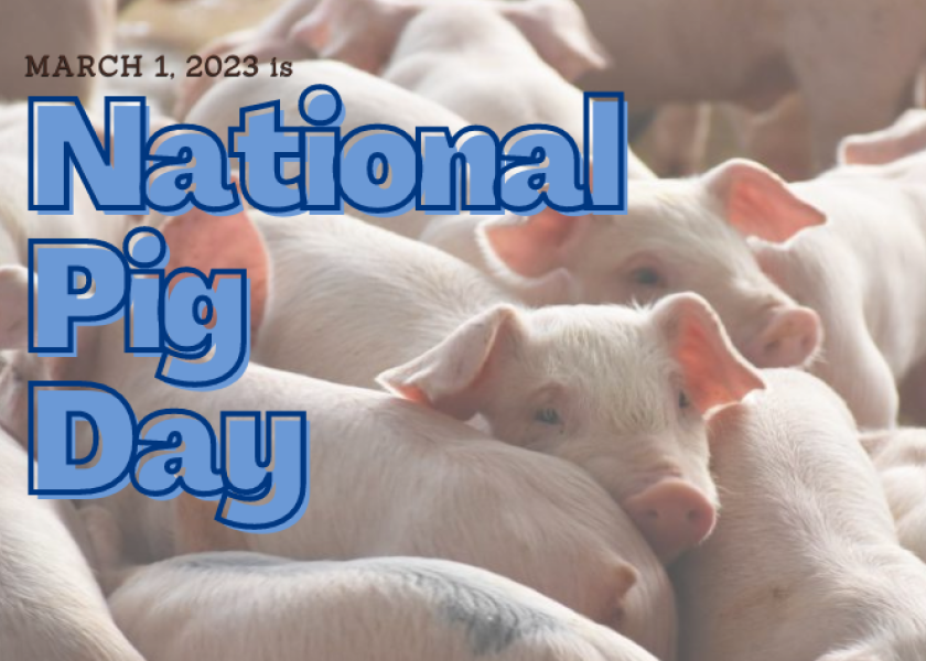SquealWorthy Pig Facts to Share on National Pig Day. No Hogwash